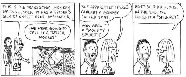 This is the transgenic monkey we developed. It has a spider's silk spinneret gene implanted ... we were going to call it a "spider monkey" but apparently there's already a monkey called that. How about a "monkey spider"? Don't be ridiculous. In the end, we called it a "spunkey".